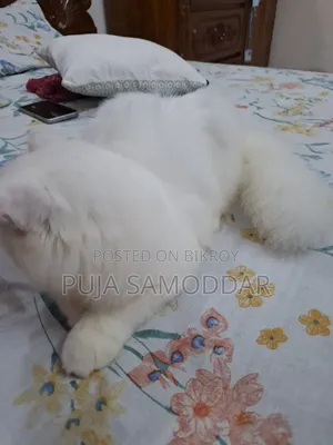 ৩-৬ মাসের পুরুষ খাঁটি পার্সিয়ান বিড়ালছানা