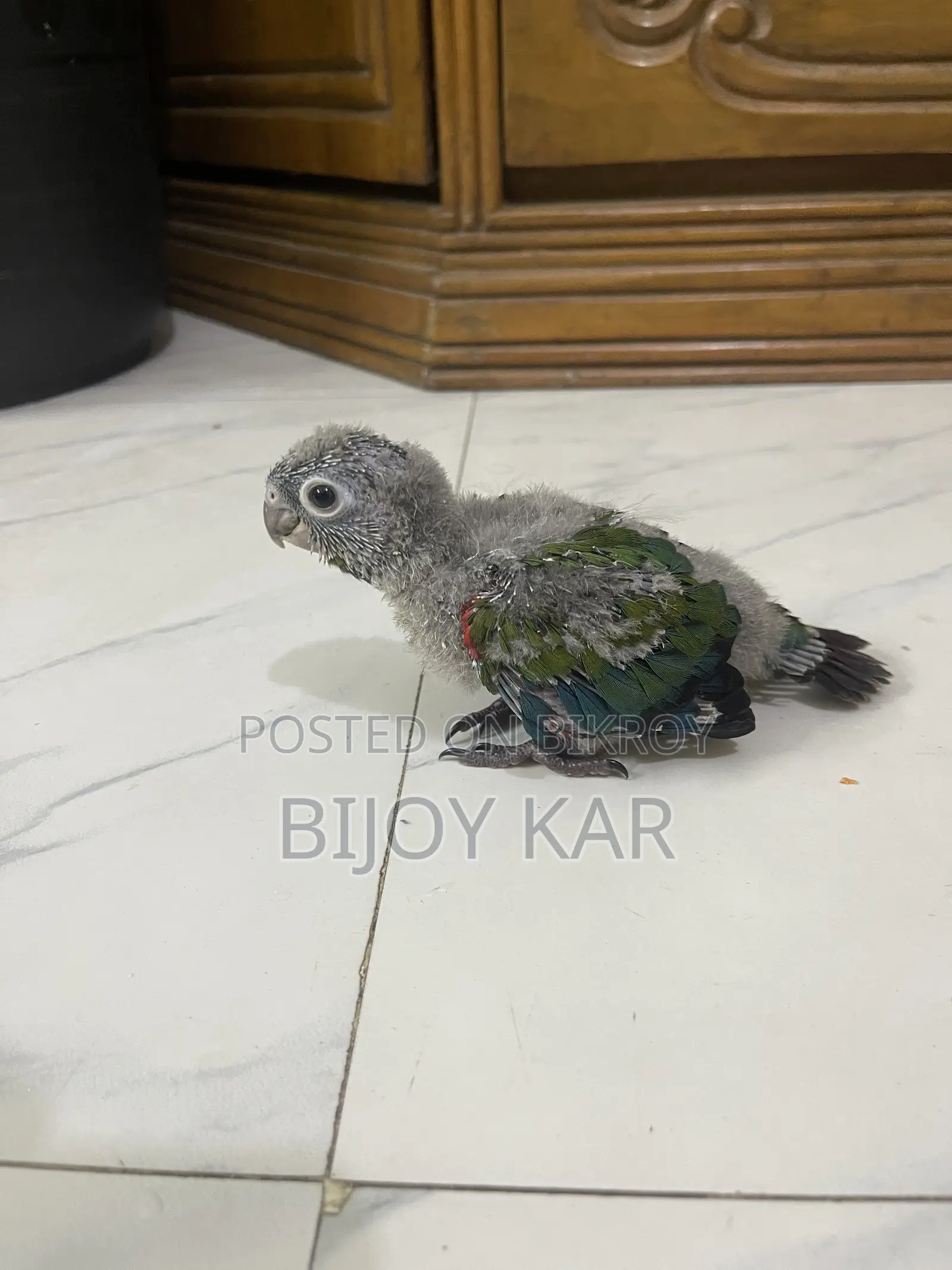 ক্রিমসন রেড বেলিড কোনুর
