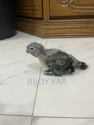 ক্রিমসন রেড বেলিড কোনুর