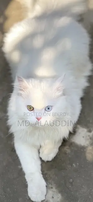 ১+ বছরের পুরুষ খাঁটি পার্সিয়ান বিড়াল