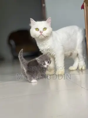 ১+ বছরের পুরুষ খাঁটি পার্সিয়ান বিড়াল