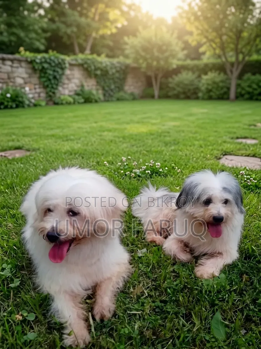 1+ Year Female Mixed Breed Lhasa Apso