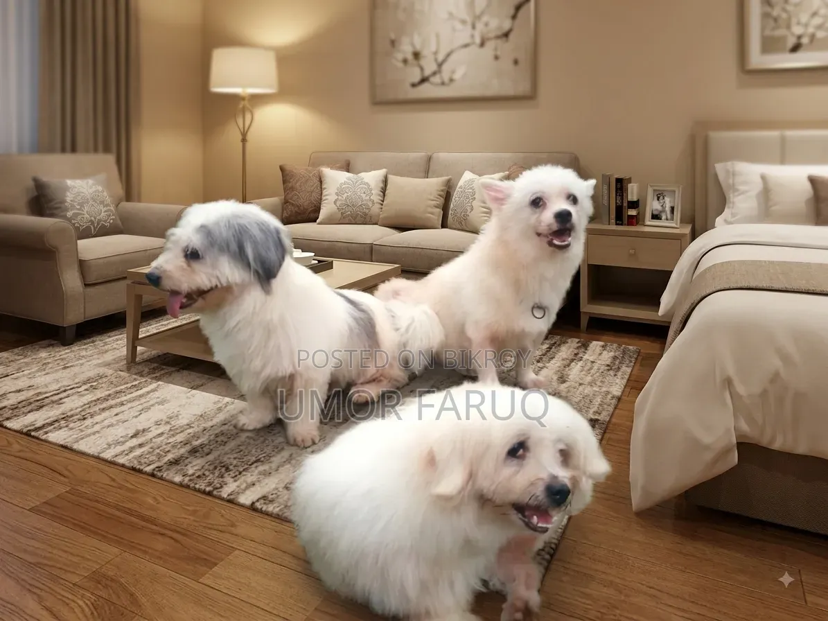 1+ Year Female Mixed Breed Lhasa Apso
