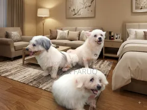 1+ Year Female Mixed Breed Lhasa Apso