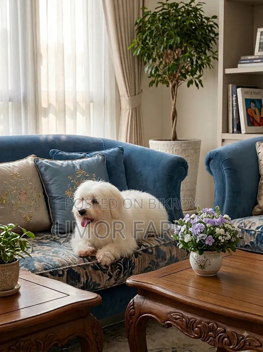 1+ Year Female Mixed Breed Lhasa Apso