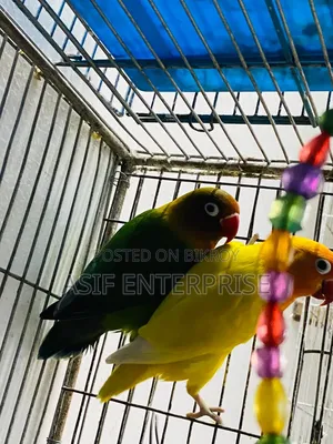 Four Pairs of Running Pair Love Birds