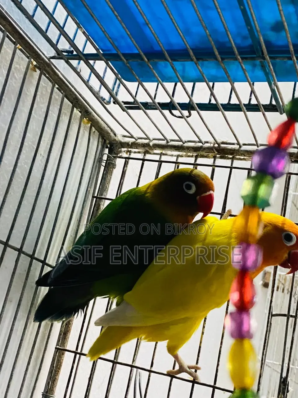Four Pairs of Running Pair Love Birds