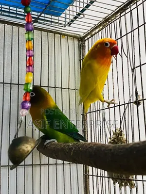 Four Pairs of Running Pair Love Birds