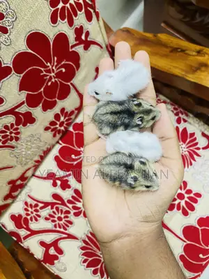 Winter White Hamster