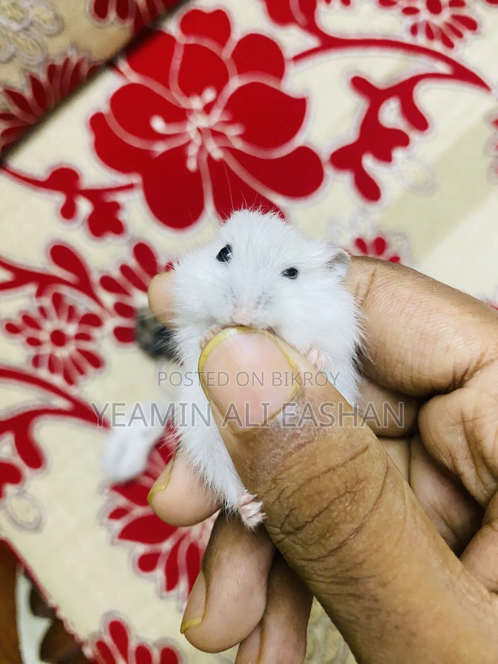Winter White Hamster