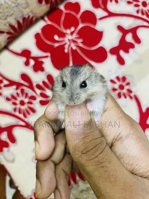 Winter White Hamster