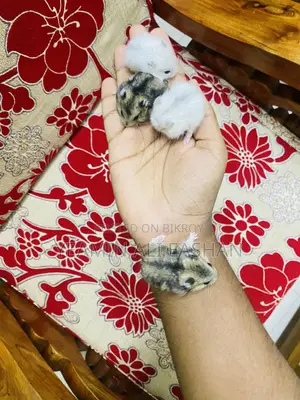 Winter White Hamster