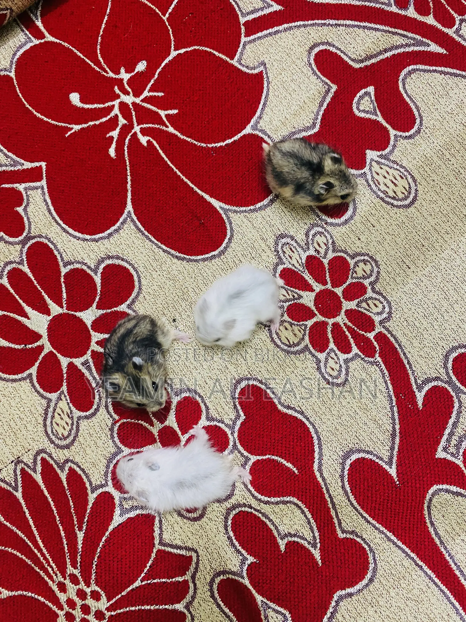Winter White Hamster