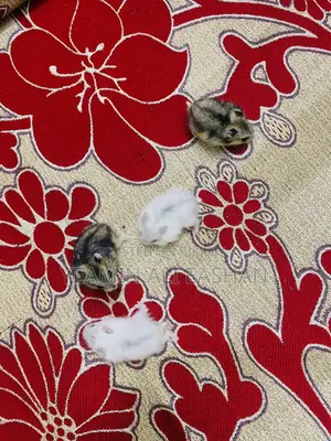 Winter White Hamster