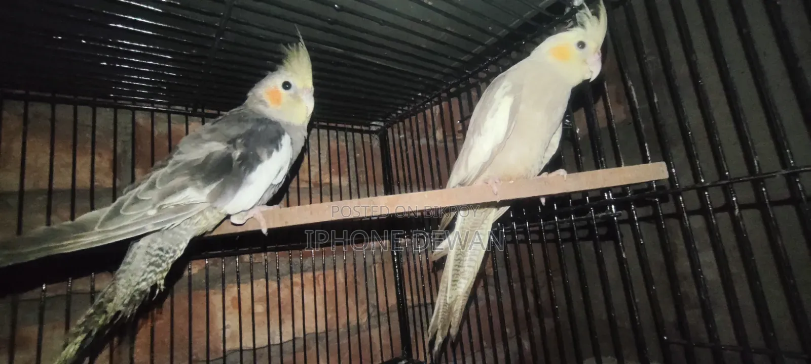 একজোড়া গ্রে