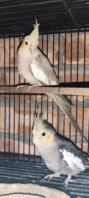 একজোড়া গ্রে