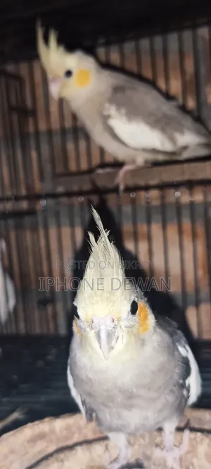 একজোড়া গ্রে