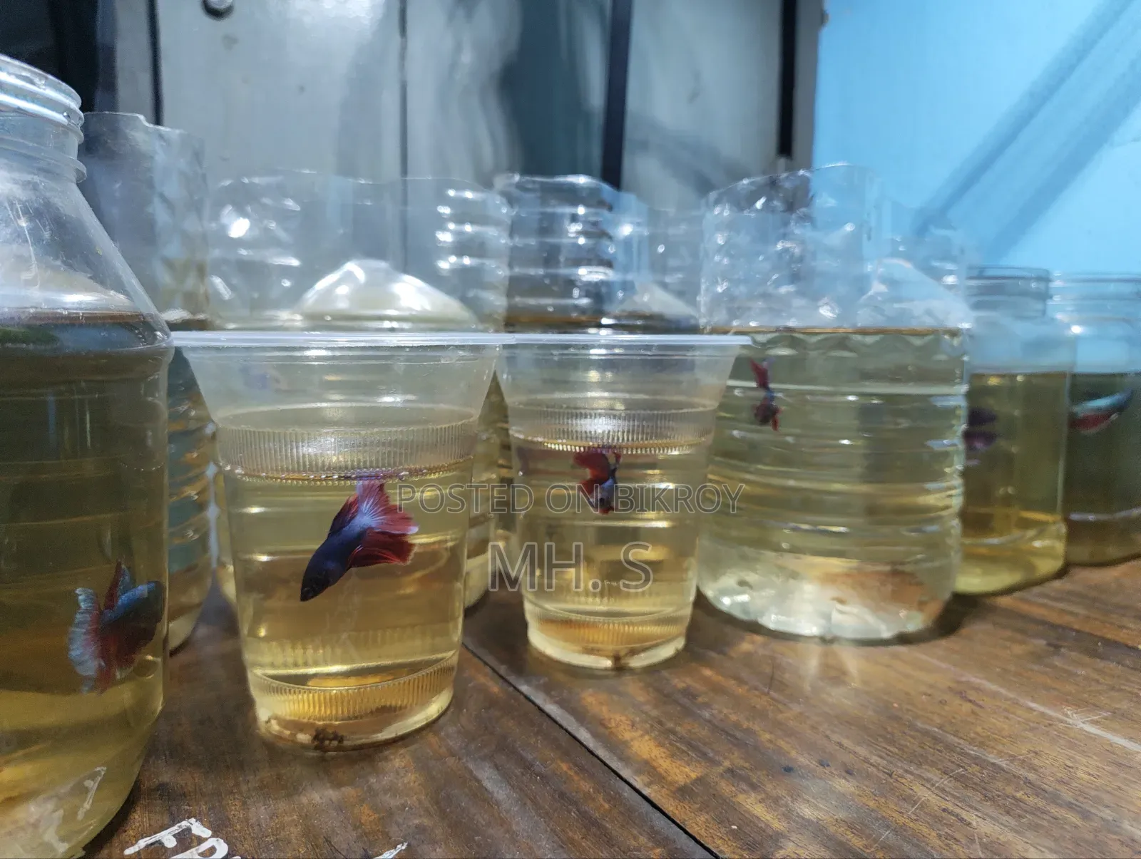 Betta Fish
