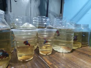 Betta Fish
