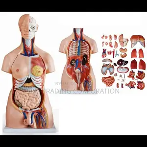 XC-208 85cm 40-Part Unisex Torso