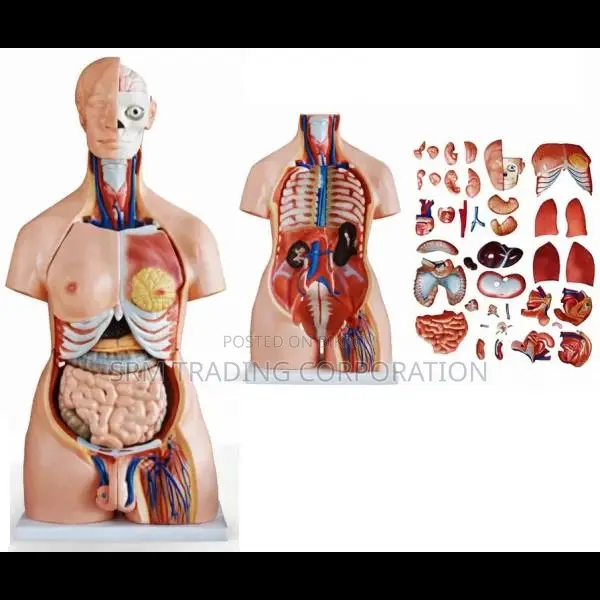 XC-208 85cm 40-Part Unisex Torso