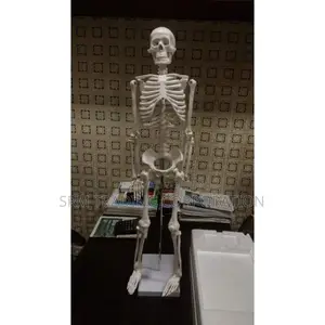 XC-102 Human Skeleton 85CM