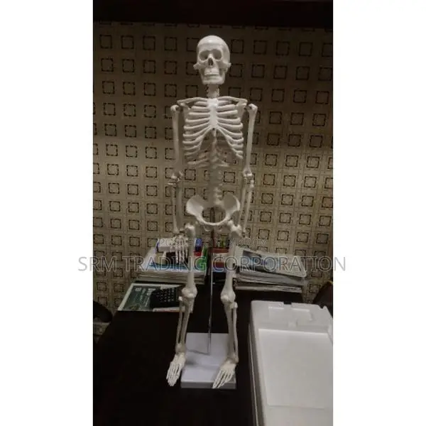 XC-102 Human Skeleton 85CM