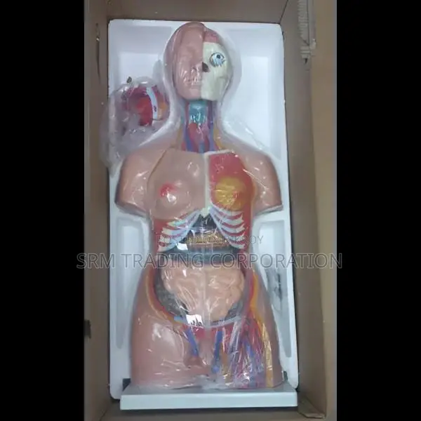 XC-208 85cm 40-Part Unisex Torso