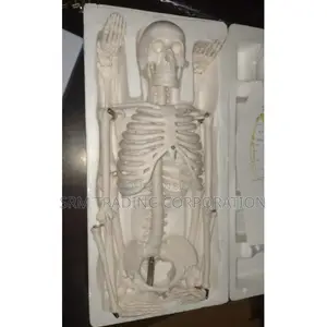 XC-102 Human Skeleton 85CM