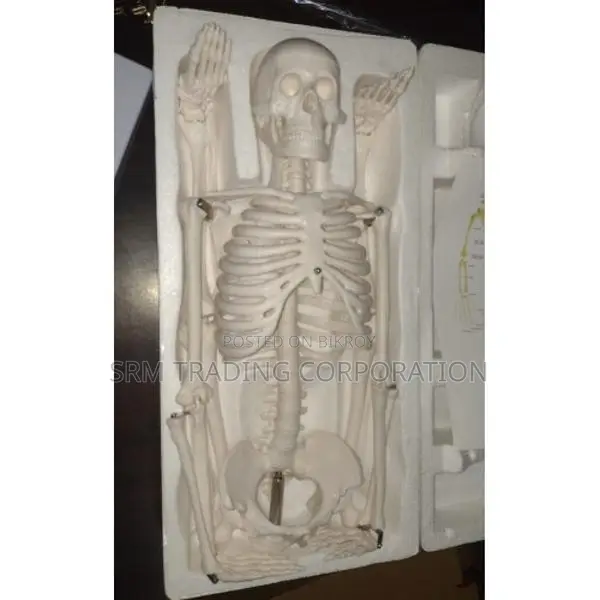 XC-102 Human Skeleton 85CM