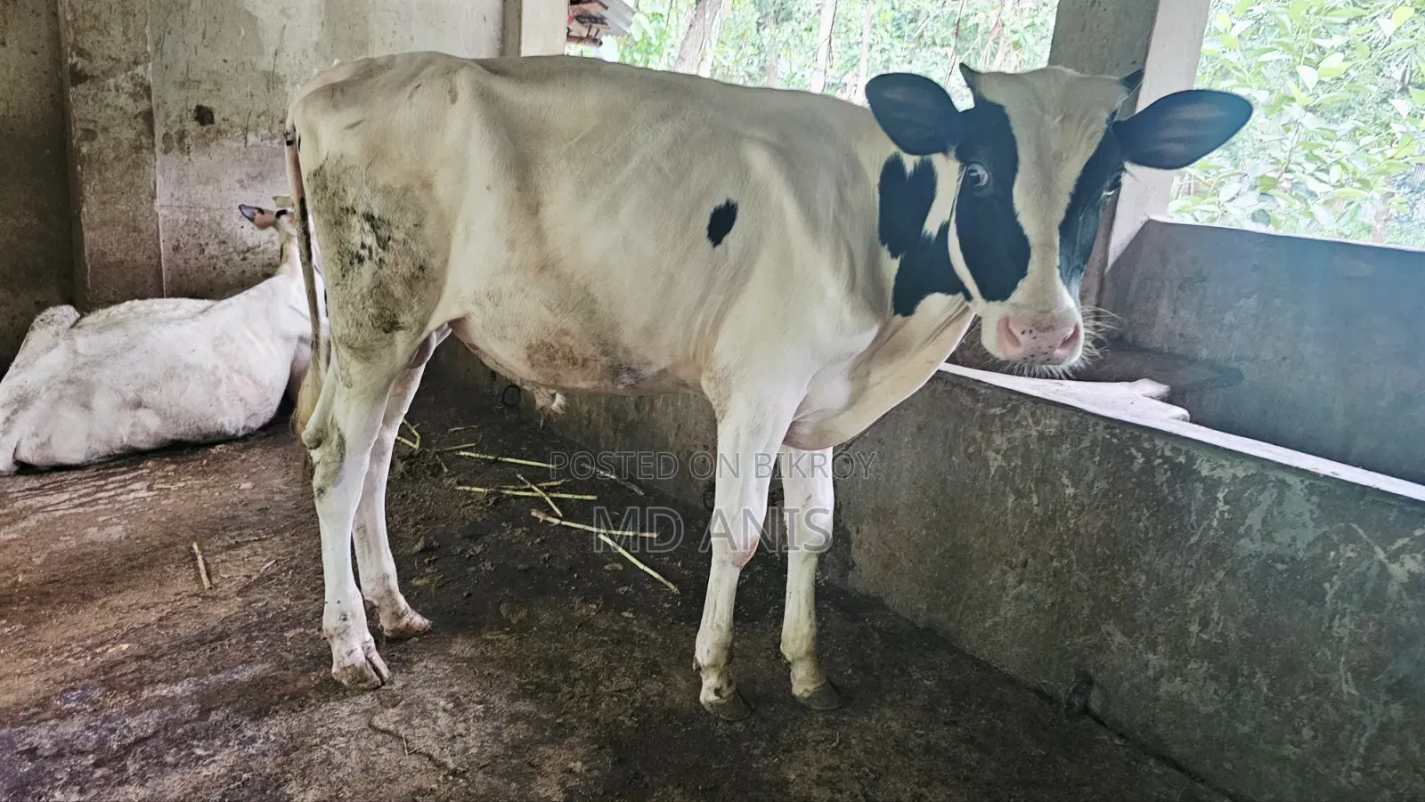 ১৩ মাসের ষাঁড় বাছুর