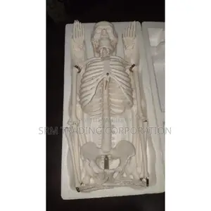 XC-102 Human Skeleton 85CM