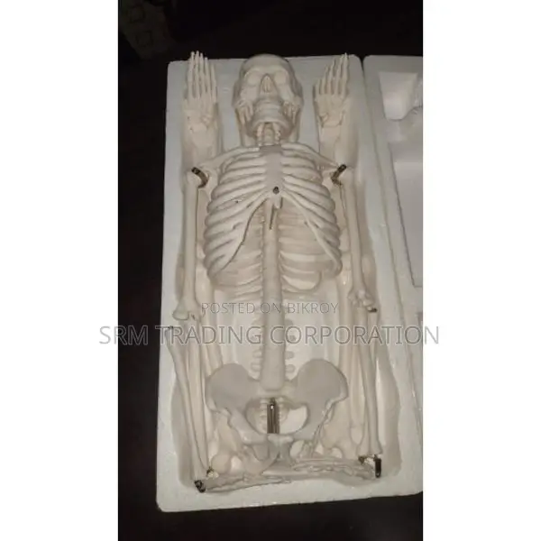 XC-102 Human Skeleton 85CM