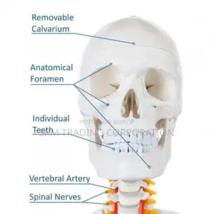 Full Human Body 185cm Anatomical Skeleton