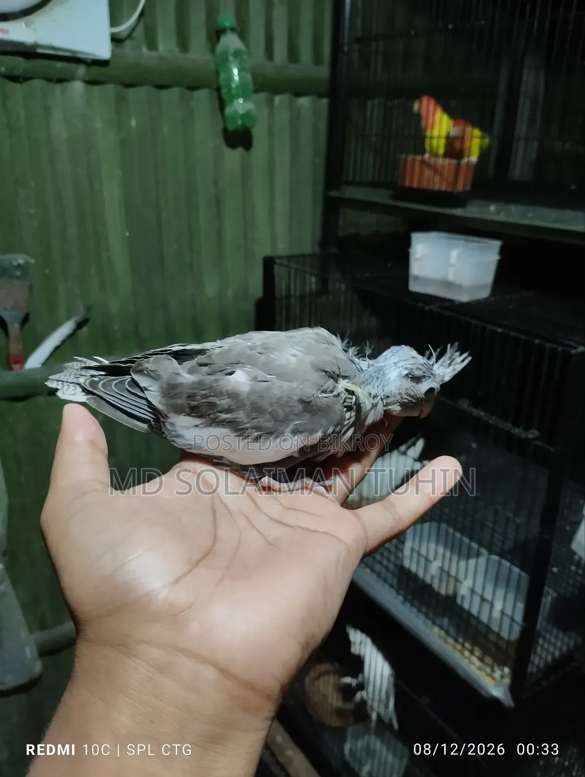 Tem Size Cockatiel Baby