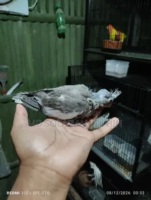 Tem Size Cockatiel Baby