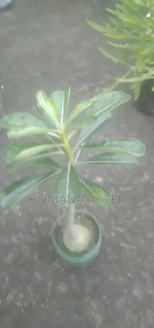 এ্যডিনিয়াম