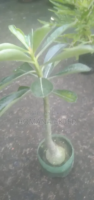 এ্যডিনিয়াম