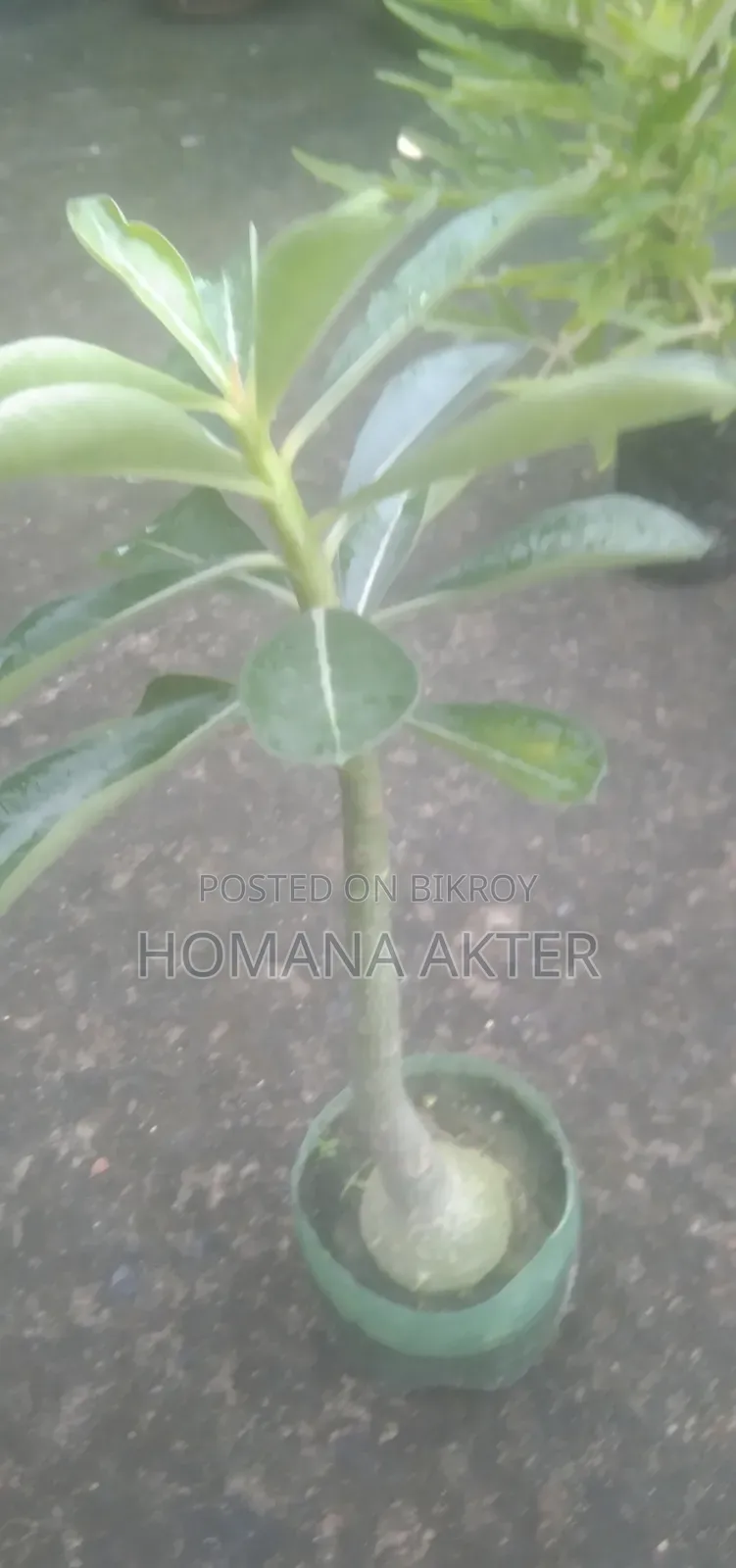 এ্যডিনিয়াম