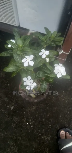 Nayantara Flower Plant