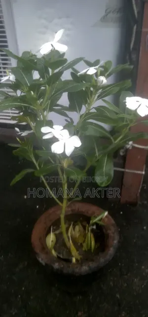 Nayantara Flower Plant