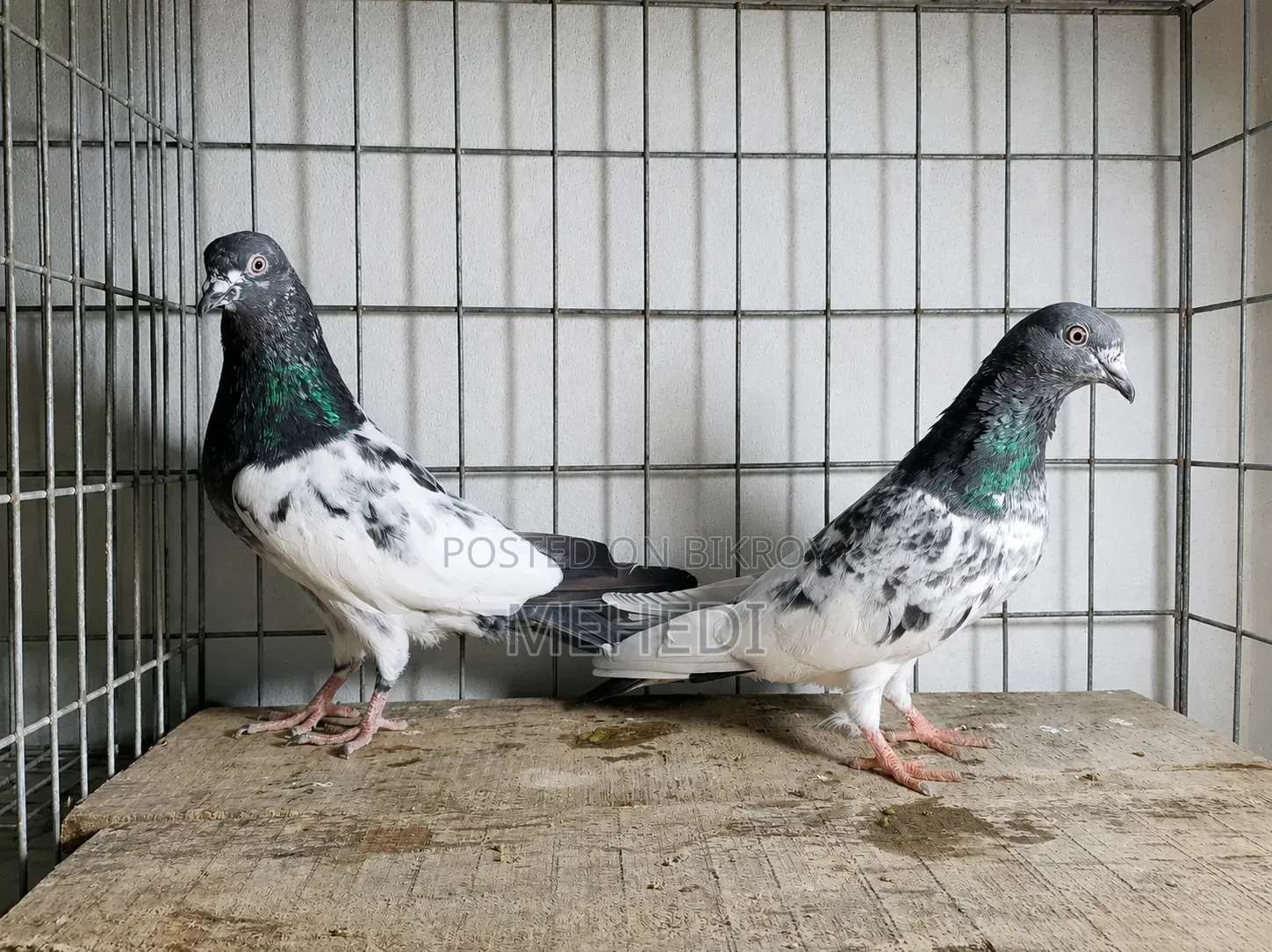 Pirojpuri Kamagar Pigeon 1 Pair Trusted