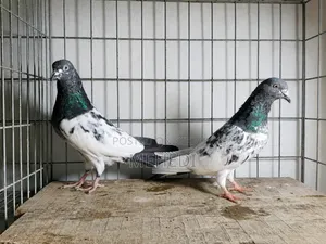 Pirojpuri Kamagar Kobutor 1 Jora Trusted 