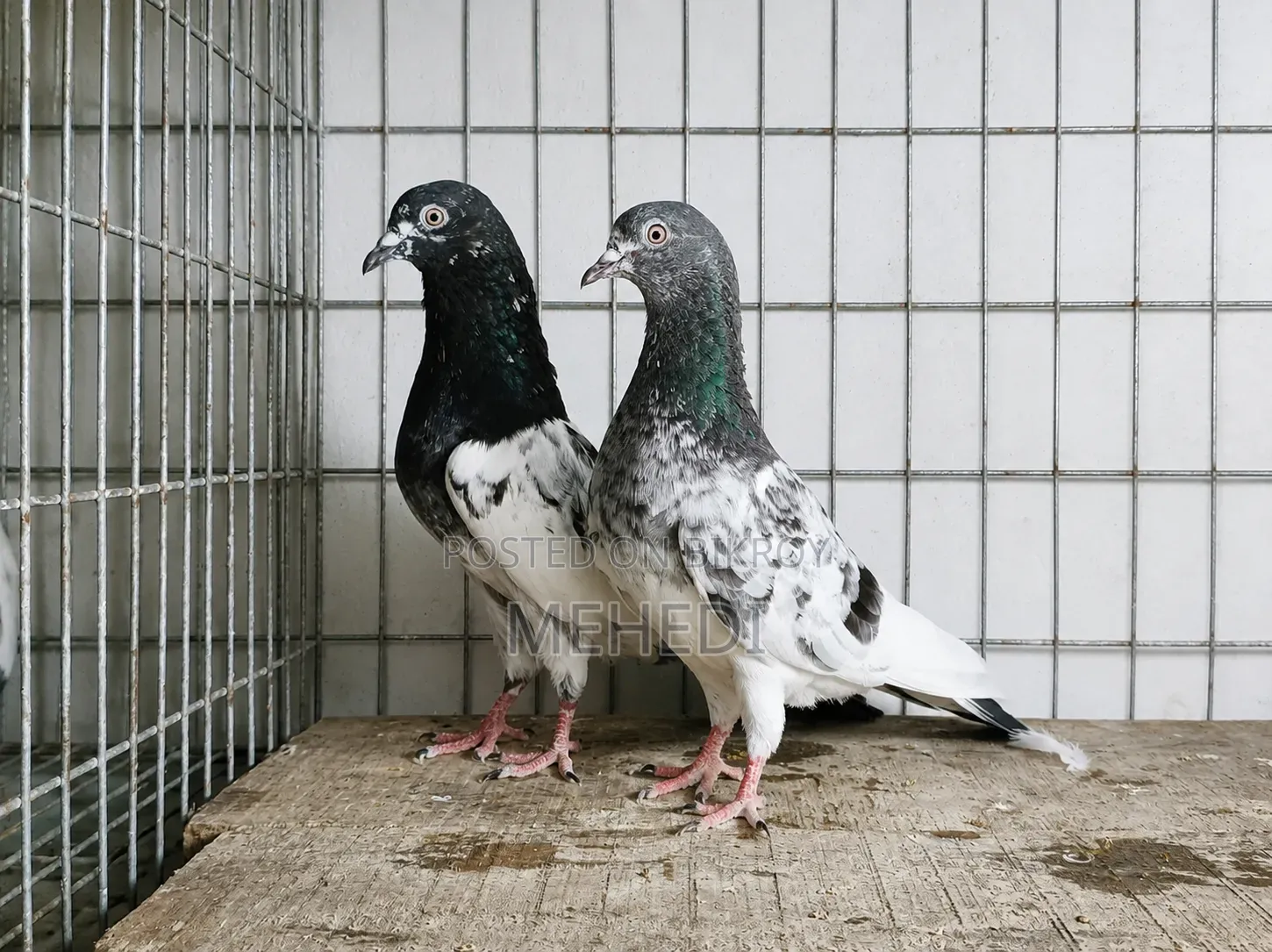 Pirojpuri Kamagar Pigeon 1 Pair Trusted