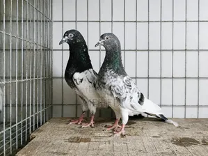 Pirojpuri Kamagar Pigeon 1 Pair Trusted