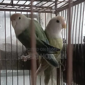 Love Bird Sell Hobe