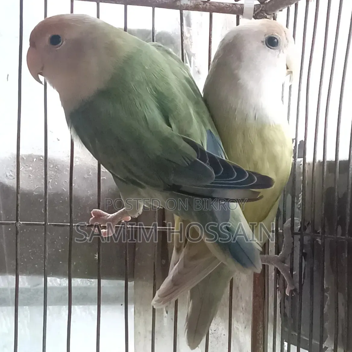 Love Bird Sell Hobe