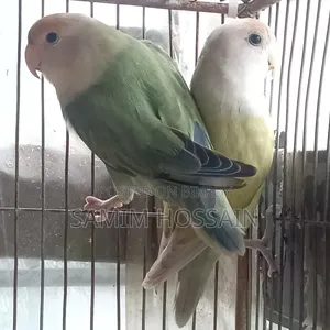 Love Bird Sell Hobe