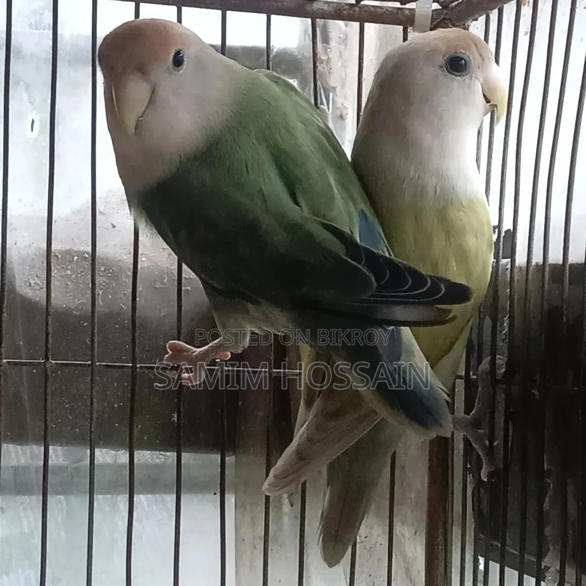 Love Bird Sell Hobe