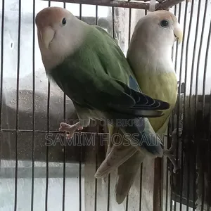 Love Bird Sell Hobe